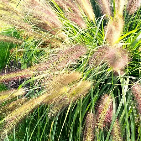 Viamare 3* Milano Marittima